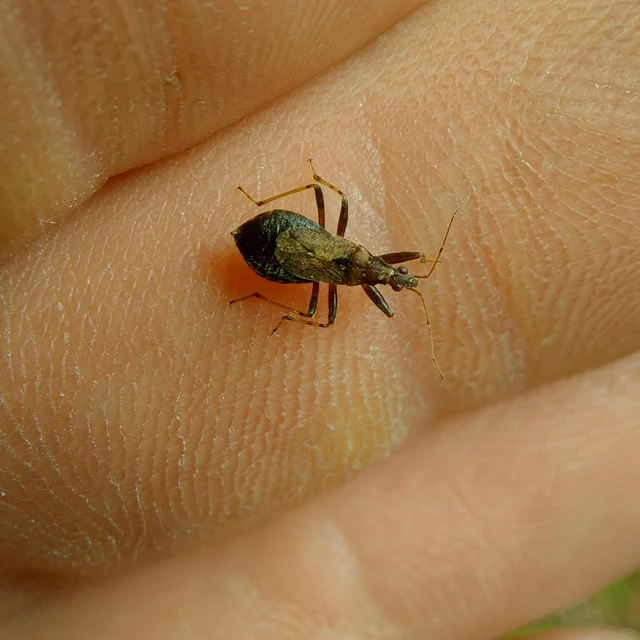 Himacerus mirmicoides - csalán-tolvajpoloska