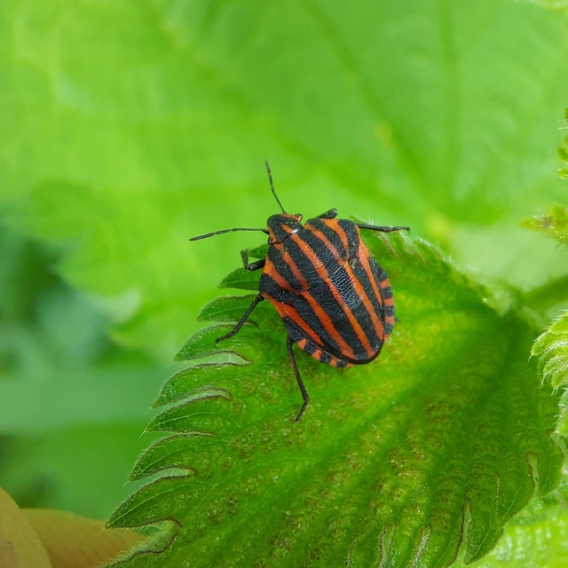 Graphosoma italicum - csíkos pajzsospoloska
