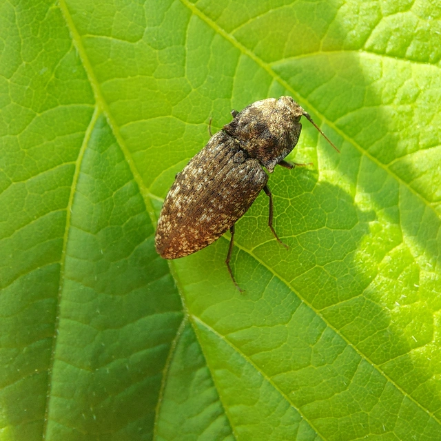 Agrypnus murinus - egérszínű pikkelyespattanó