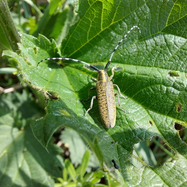 Agapanthia villosoviridescens - fehérgyűrűs bogáncscincér