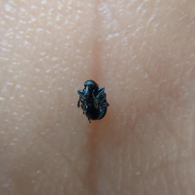 Neocoenorrhinus