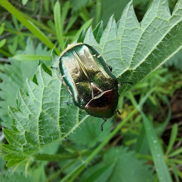 Cetonia aurata - aranyos virágbogár Cetonia aurata - aranyos virágbogár