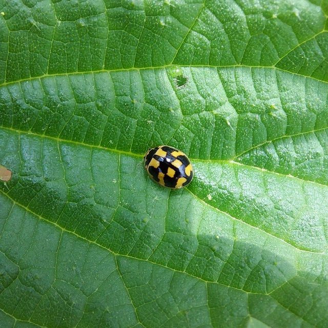 Propylea quatuordecimpunctata - tizennégypettyes füsskata