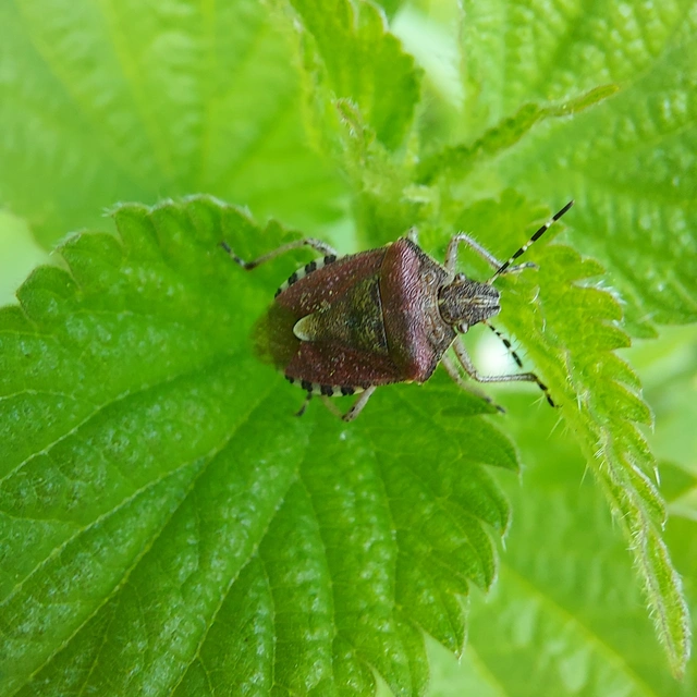 Dolycoris baccarum - közönséges bogyómászó-poloska Dolycoris baccarum - közönséges bogyómászó-poloska