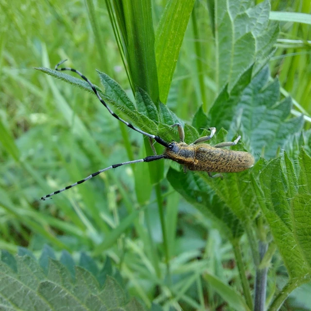 Agapanthia villosoviridescens - fehérgyűrűs bogáncscincér