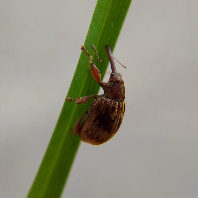 Anthonomus rectirostris - meggymaglikasztó Anthonomus rectirostris - meggymaglikasztó