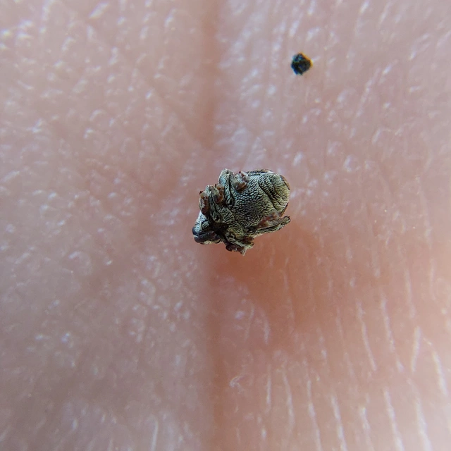 Nedyus quadrimaculatus - közönséges csalánormányos