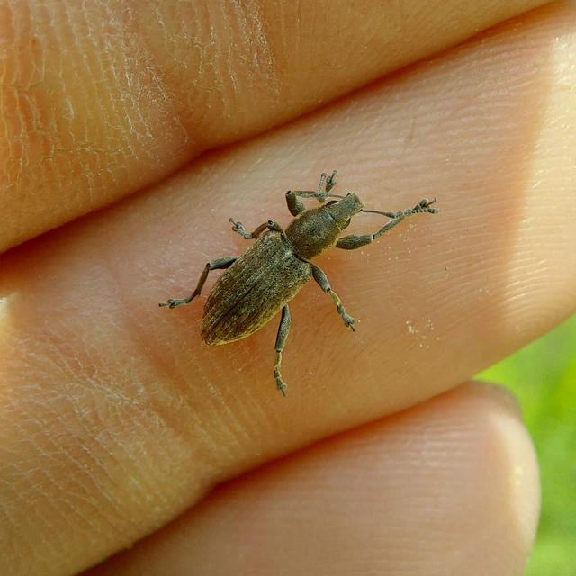 Tanymecus palliatus - közönséges hegyesfarúbarkó