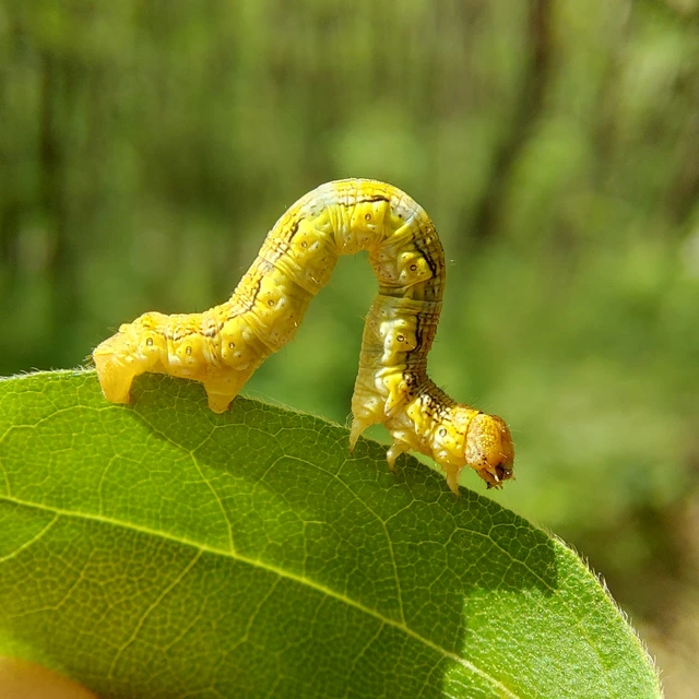 Erannis defoliaria - nagy téliaraszoló