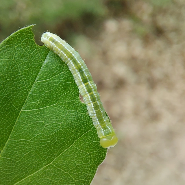 Ptilophora plumigera - tollas púposszövő