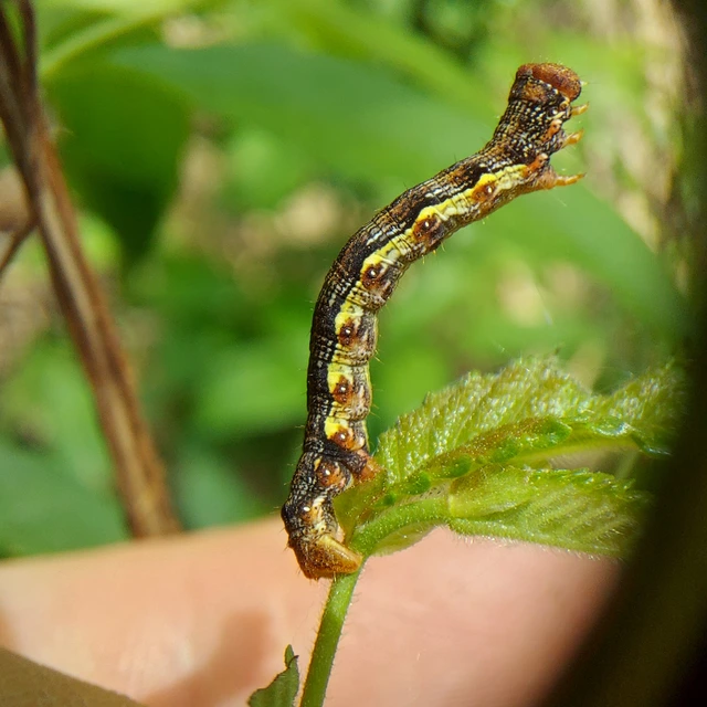 Erannis defoliaria - nagy téliaraszoló