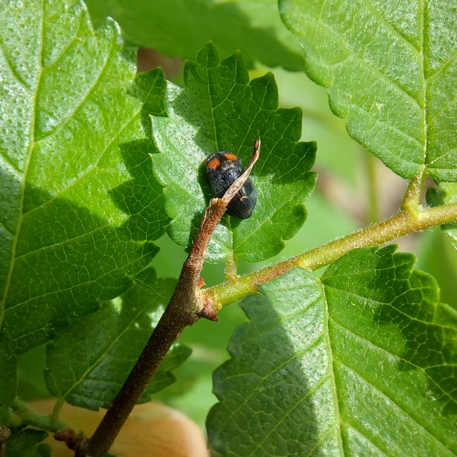 Penthimia nigra - fekete kabóca Penthimia nigra - fekete kabóca