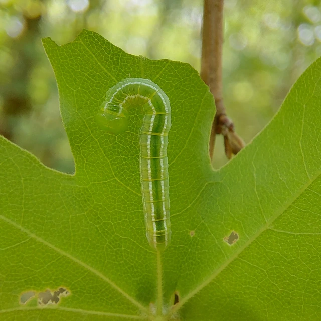 Ptilophora plumigera - tollas púposszövő