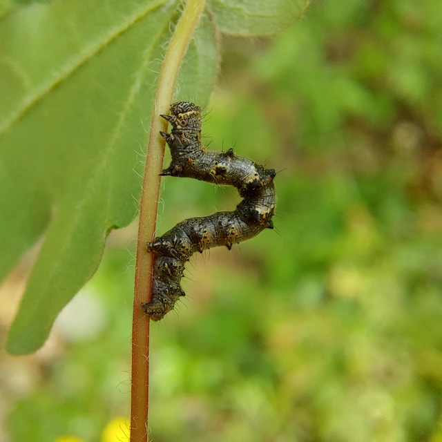 Apocheima pilosaria - zöldes tavasziaraszoló