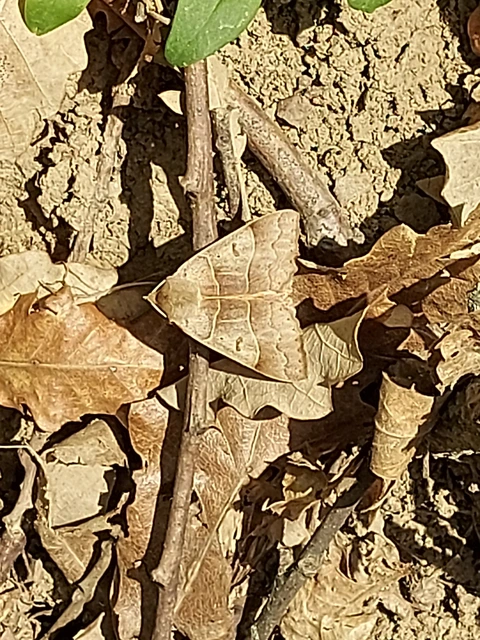 Minucia lunaris - nagy foltosbagoly