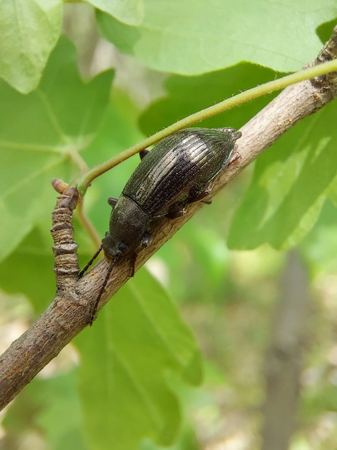 Stenomax aeneus - bronzos gyászbogár