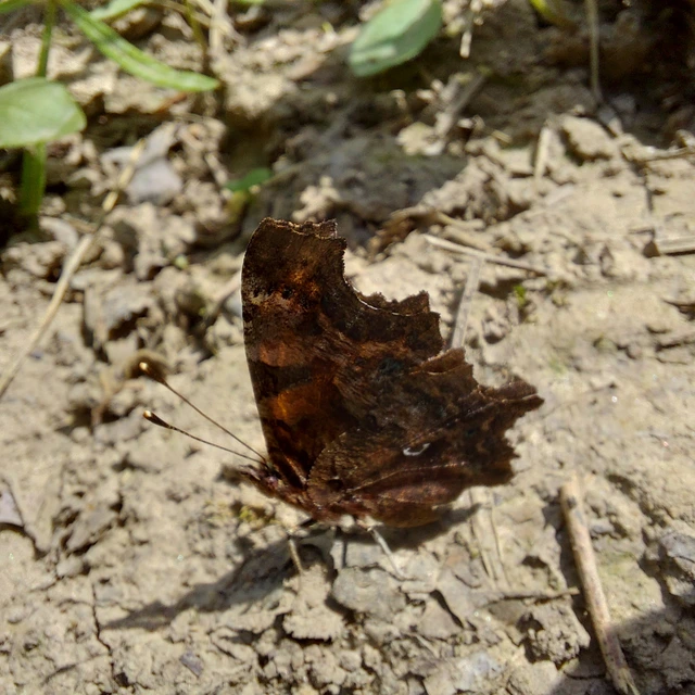 Nymphalis c-album - C-betűs lepke