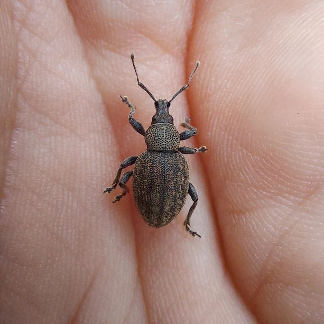 Otiorhynchus ligustici - vincellér-gyalogormányos