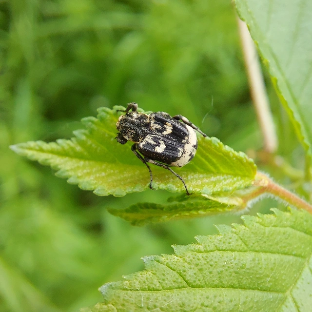 Valgus hemipterus - suta virágbogár