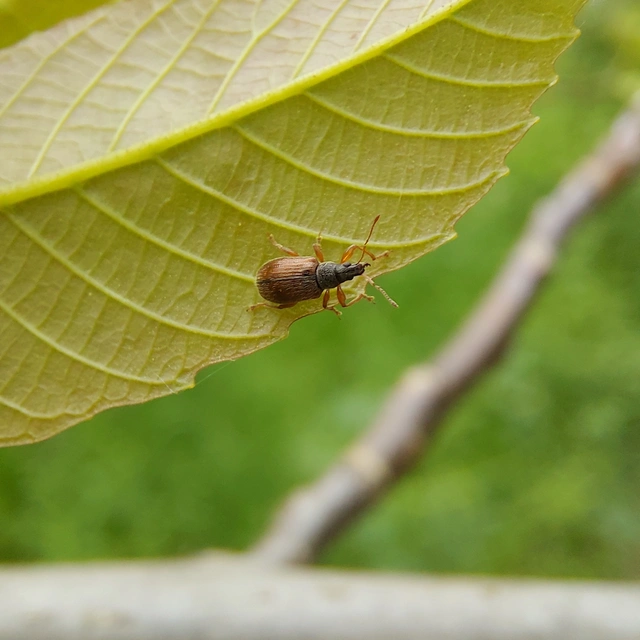 Phyllobius oblongus - közönséges levélormányos
