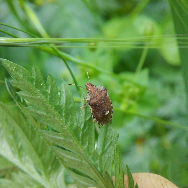 Dyroderes umbraculatus Dyroderes umbraculatus