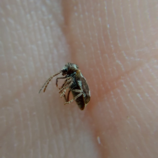Ptinomorphus imperialis - díszes álszú