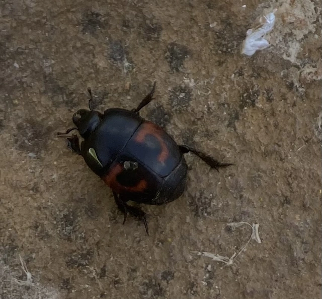 Hister quadrimaculatus - közönséges sutabogár