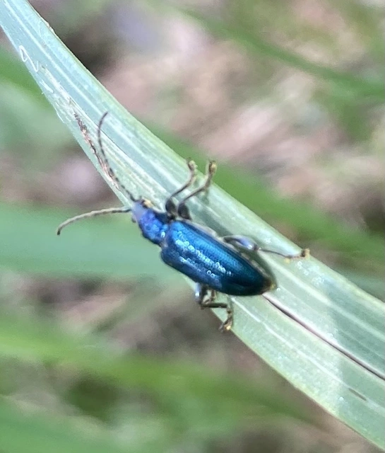Plateumaris sericea - selymes nádbogár