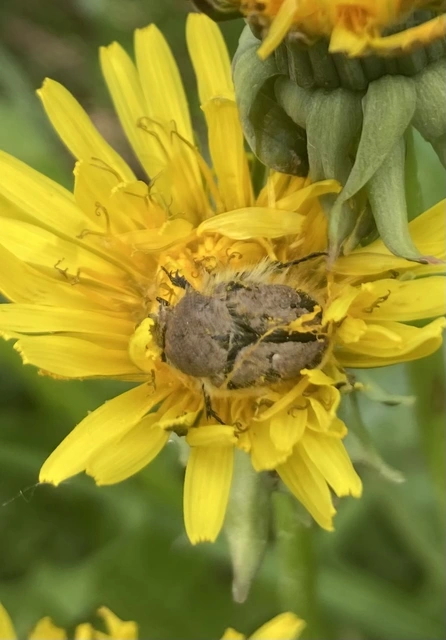 Tropinota hirta - bundás virágbogár
