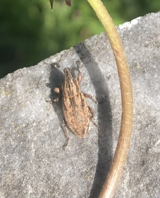 Pseudocleonus cinereus - hamvas barkó
