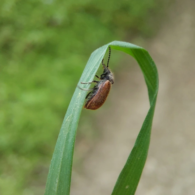 Hedobia pubescens - szőrös álszú