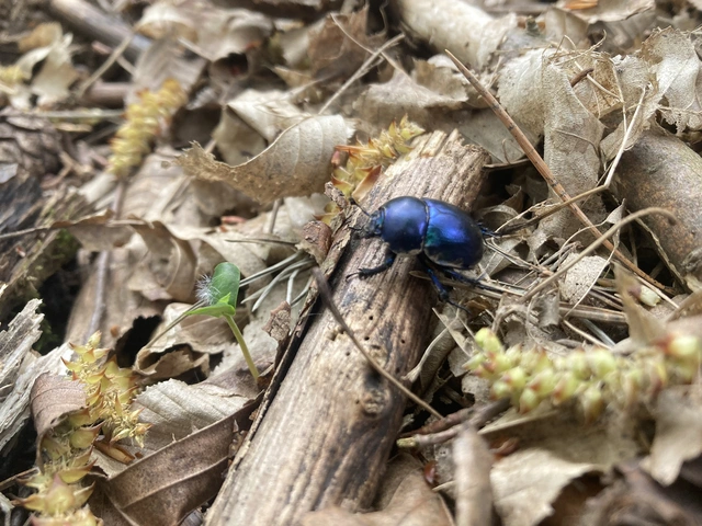 Trypocopris vernalis - tavaszi álganéjtúró