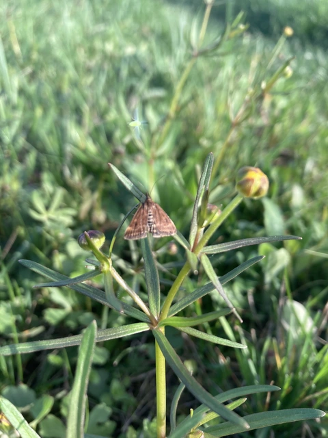 Pyrausta despicata - réti bíbormoly