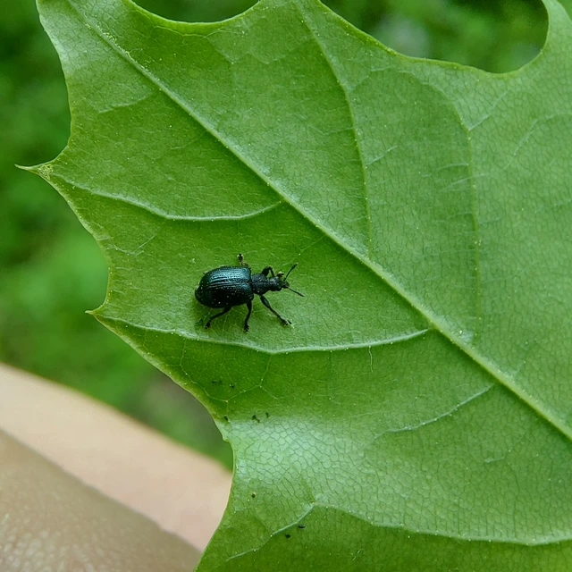 Chonostropheus tristis - juhar-levélsodró Chonostropheus tristis - juhar-levélsodró