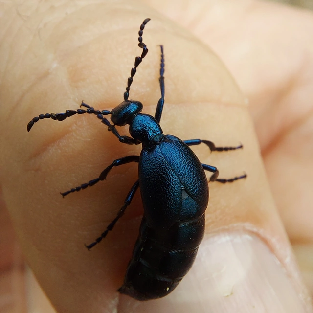 Meloe violaceus - kék nünüke
