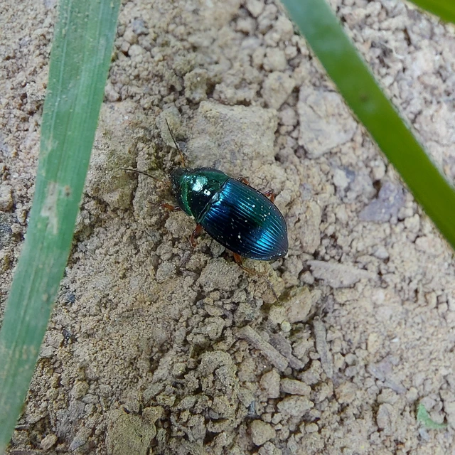 Amara saphyrea - azúrkék közfutó Amara saphyrea - azúrkék közfutó