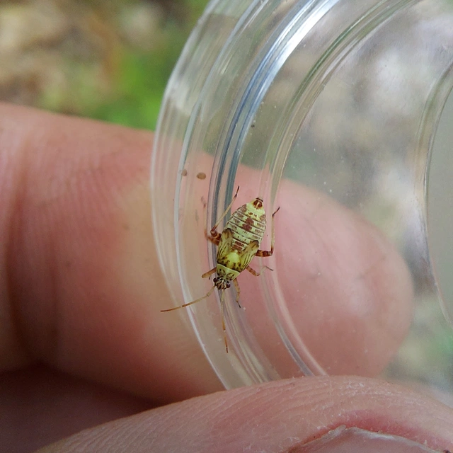 Rhabdomiris striatellus - zebra-mezeipoloska