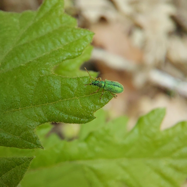 Phyllobius argentatus - ezüstös levélormányos
