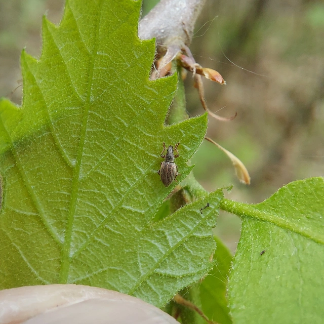 Polydrusus marginatus - szegélyes lombormányos