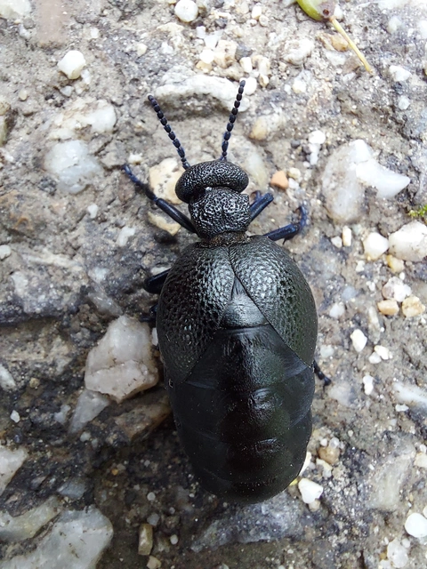 Meloe cicatricosus - óriásnünüke