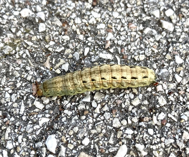 Noctua pronuba - nagy sárgafűbagoly Noctua pronuba - nagy sárgafűbagoly