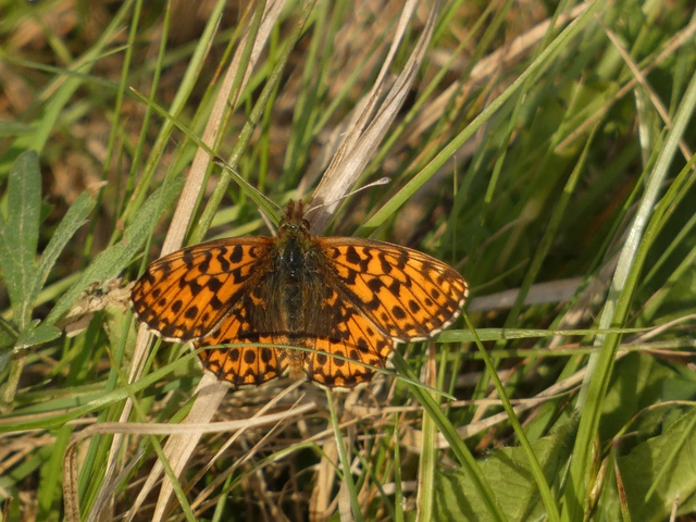 Boloria dia - kis gyöngyházlepke