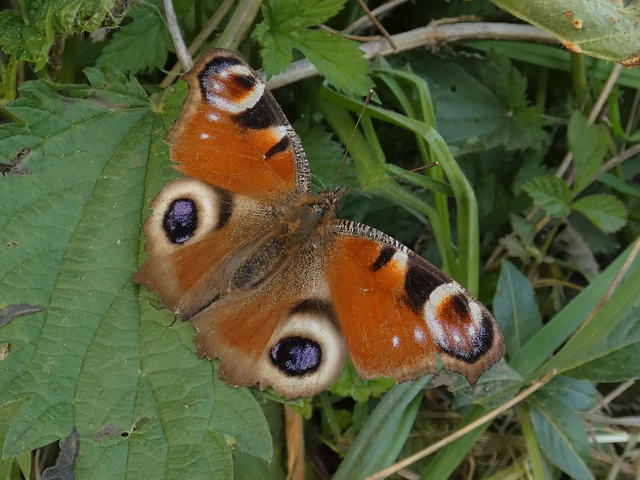 Nymphalis io - nappali pávaszem