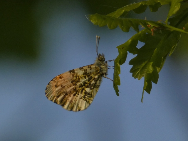 Anthocharis cardamines - hajnalpírlepke