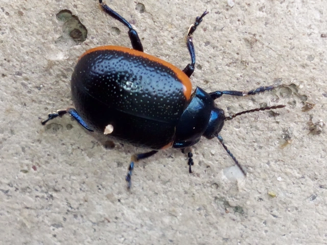 Chrysolina rossia - trapézhátú szegélyeslevelész