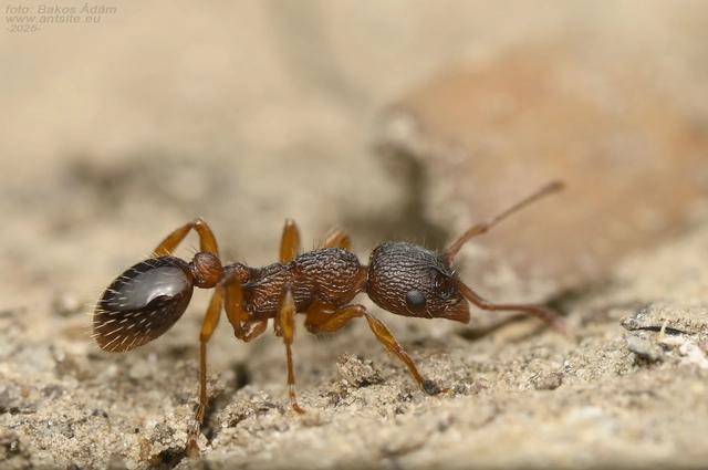 Myrmica specioides - pusztai bütyköshangya