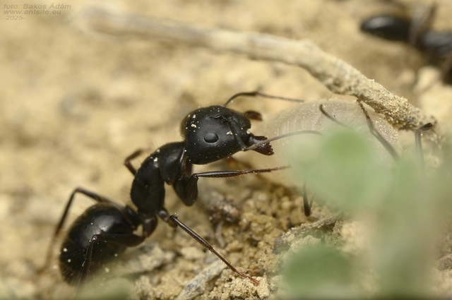 Camponotus aethiops - szőrös lóhangya