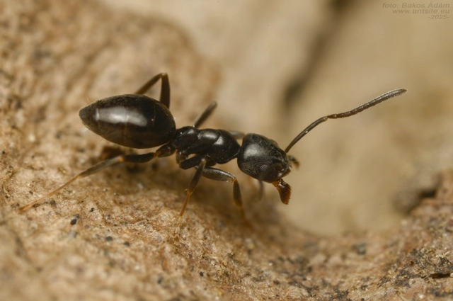 Tapinoma erraticum - kóborhangya