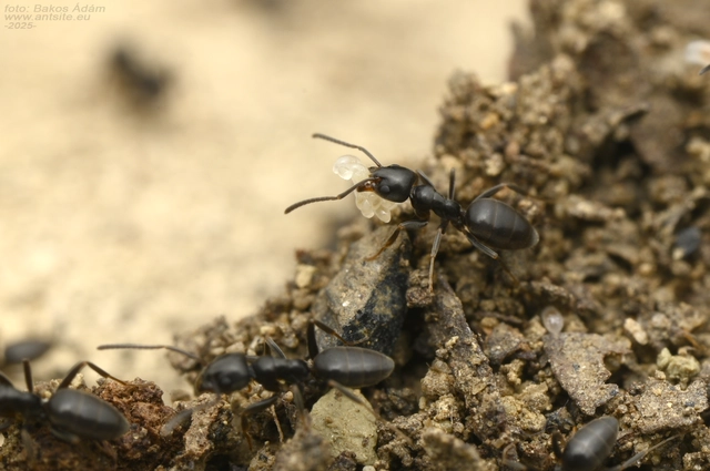 Tapinoma erraticum - kóborhangya