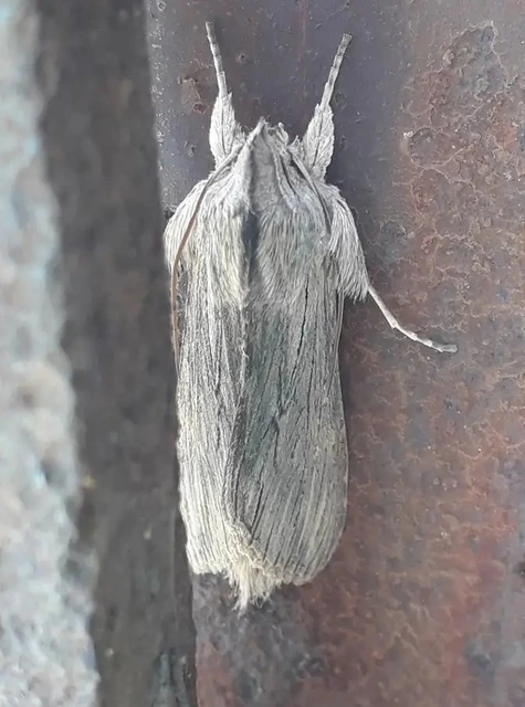Cucullia chamomillae - székfű-csuklyásbagoly